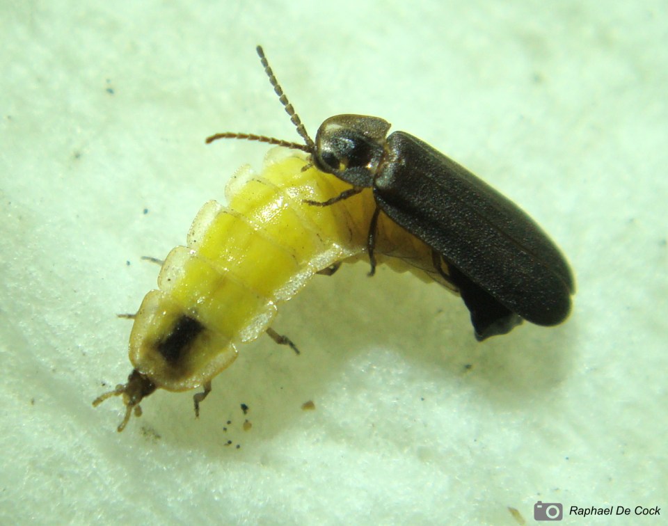 Photo by Raphael De Cock