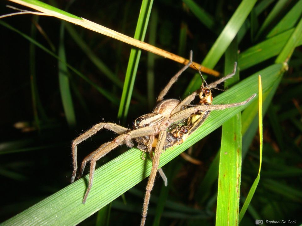 Photo by Raphael De Cock