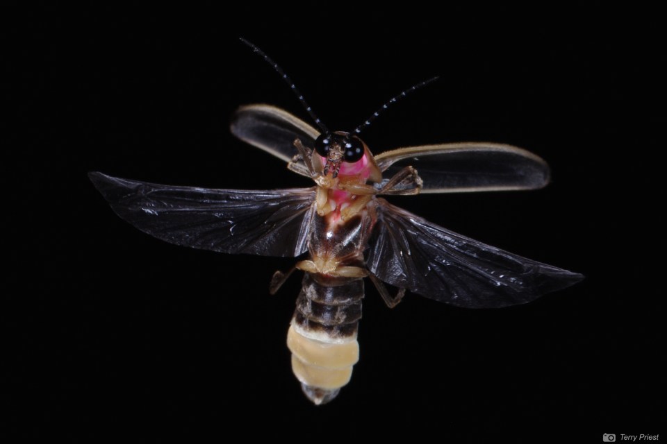 Photo by Terry Priest