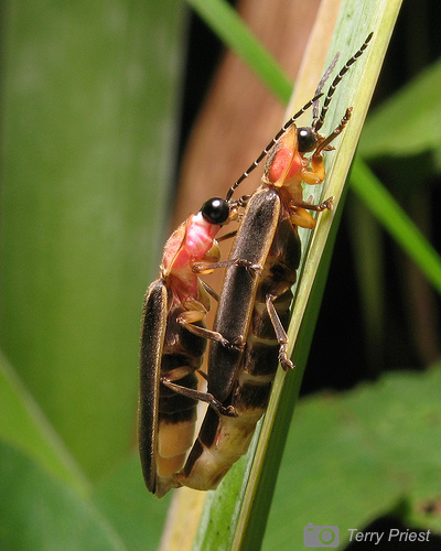 Photo by Terry Priest