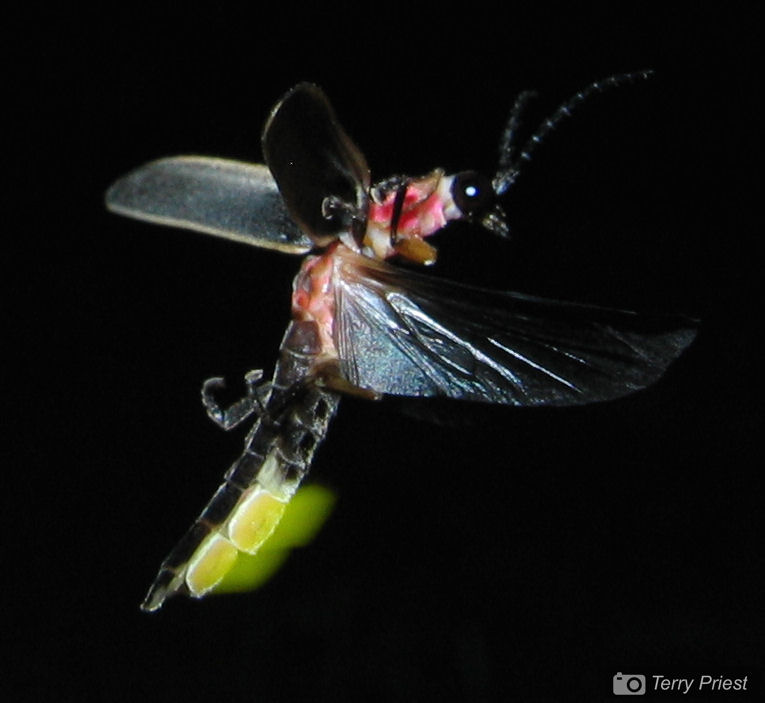 Photo by Terry Priest