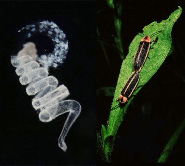 firefly gift and mating