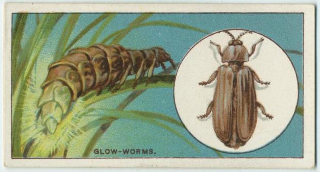 Glowworm Wills cigarette card