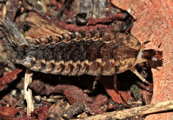 Ken Childs (Bugguide)