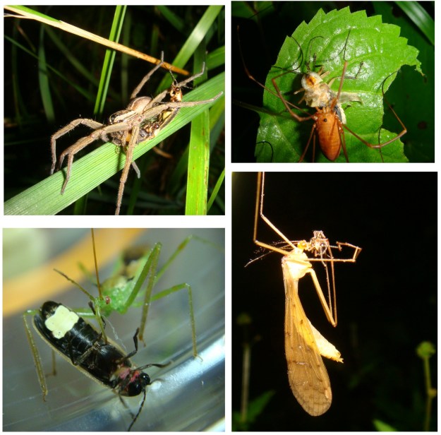 Figure 1 from Lewis et al. 2012