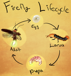 Firefly Life Cycle.png