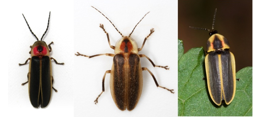 NAmerican Lightningbugs