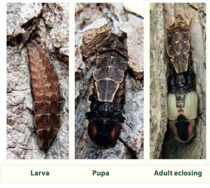 Pyr borealis pupation