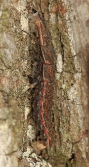 Judy Gallagher Flickr