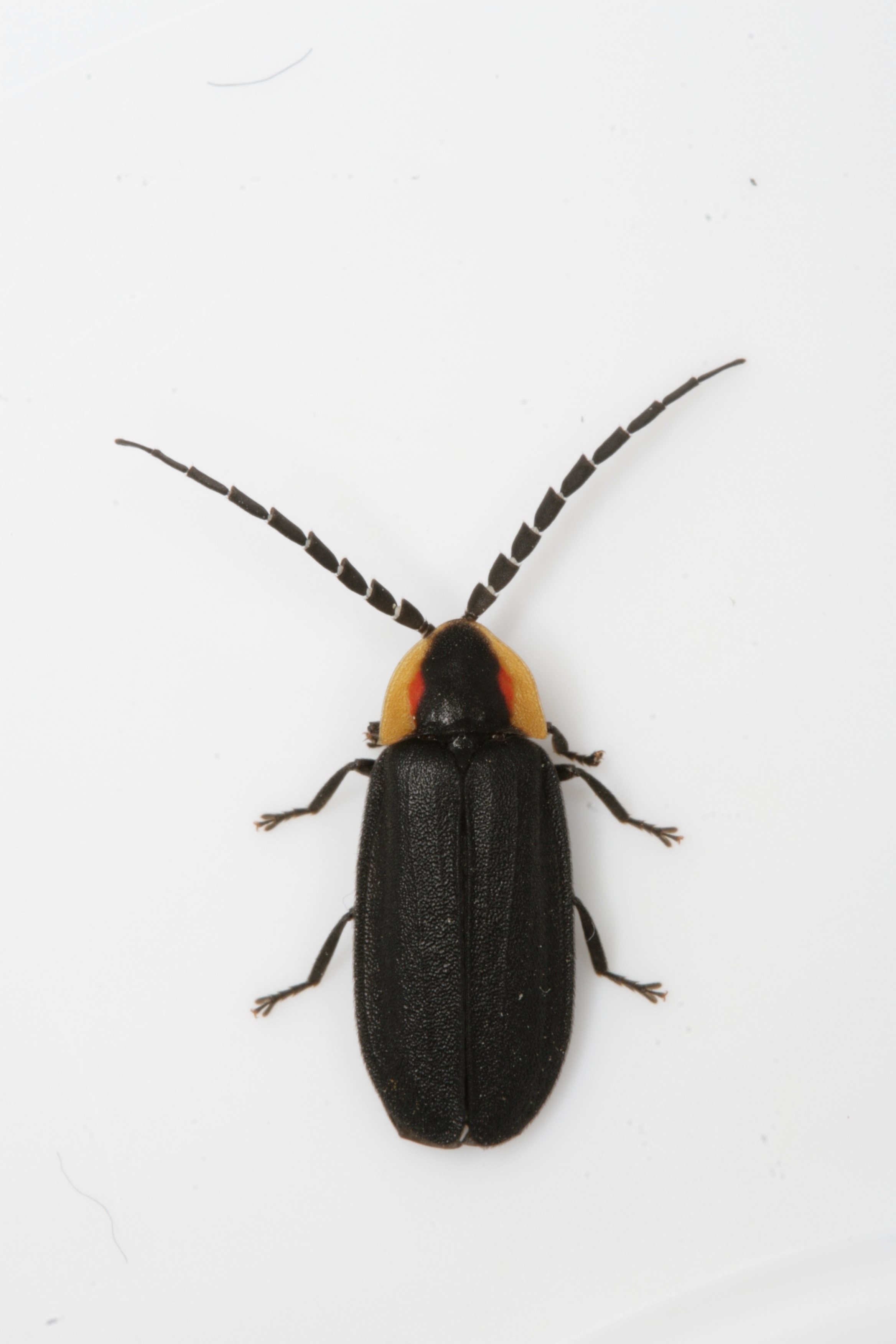 Pyractomena Fireflies What kind of firefly am I? | Silent Sparks